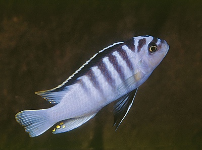 Maylandia cyneusmarginata 'Nkhomo Reef'